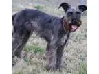 Adopt Beth a Schnauzer