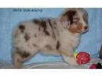 Sophia australian shepherd for sale
