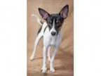Jackel - Male Cattle Dog Mix