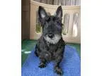 Adopt Milo a Scottish Terrier Scottie