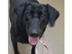 Adopt Clarabelle a Black Labrador Retriever  Mixed dog in Wichit