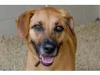 Adopt Nala a Belgian Shepherd Malinois