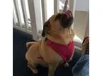 Puggle - Ellie