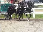 Draft ponies