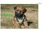 Soft Coated Wheaten Terrier Adam