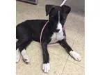 Adopt Apple Jack a Black - with White Border Collie  Husky  Mixe