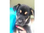 Adopt Gigi III a Black - with Tan Yellow or Fawn Catahoula Leopa