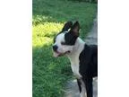 Judd - Male RottweilerBoxer Mix