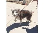 Adopt DAKOTA a Husky  Mixed dog in Wintersville OH (15758223)