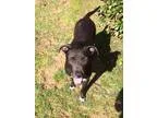 Adopt Mulan a Black Labrador Retriever  Pit Bull Terrier  Mixed 