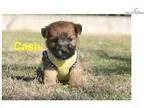 Soft Coated Wheaten Terrier Cash