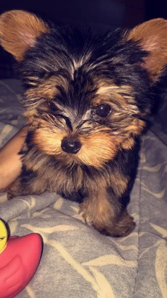 Adorable Teacup Yorkie Puppies