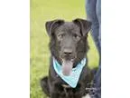 Adopt Chester a Black Labrador Retriever  Border Collie  Mixed d