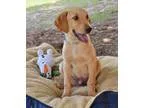 Adopt Simba Bug a Doberman Pinscher  Hound (Unknown Type)  Mixed