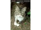Adopt Max a Brown Tabby American Shorthair (medium coat) cat in 