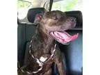 Adopt Kelton a Black - with White Pit Bull Terrier  Mixed dog in