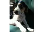 coon hound pupps