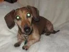 Adopt Marco a Dachshund