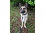 Adopt Simba a German Shepherd Dog Mixed dog in Richmond VA (