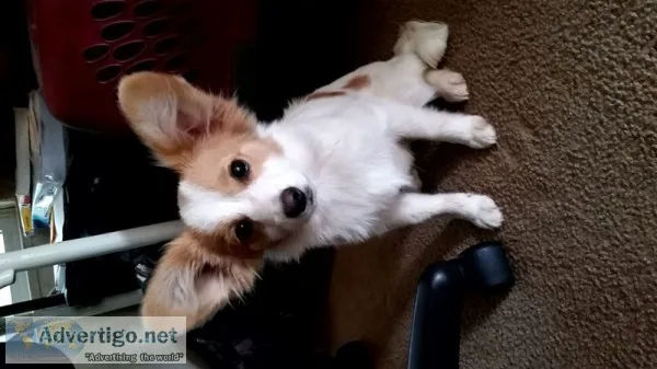 ACA Papillon