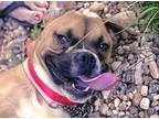 Adopt Tink a TanYellowFawn - with White Boxer  Terrier (Unknown 