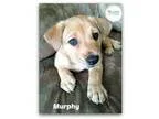Adopt Murphy a Collie  Labrador Retriever  Mixed dog in Plainfie