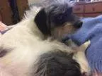Adopt Prince a Schnauzer Shih Tzu