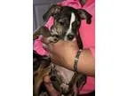 Adopt Sir and Mee Mee a German Shepherd Dog