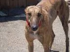 Adopt Monty a Greyhound