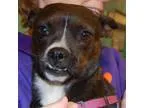 Adopt Dixie a Boston Terrier