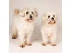 Adopt Blarney a Coton de Tulear  Mixed dog in San Francisco CA (
