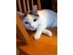 Adopt Mina a Calico or Dilute Calico Calico (short coat) cat in 