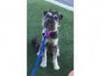 Adopt MADDEN a Schnauzer Poodle