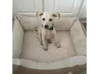 Adopt January a TanYellowFawn - with White Shepherd (Unknown Typ