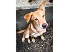 Adopt Bella a Collie  Golden Retriever  Mixed dog in Gilmer TX (
