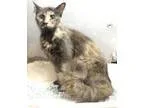 Adopt 23116 Taken Rescued a Tortoiseshell Domestic Mediumhair (m