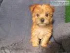 Loving Morkie Puppies For Sale (Maltese x Yorkshire Terrier)