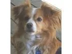 Adopt Juno a Sheltie Shetland Sheepdog  Mixed dog in Modesto CA 