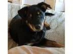 Adopt Blackie a German Shepherd Dog