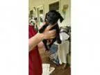 Adopt - weeks Lab Mix Puppies a Black Labrador Retriever dog i