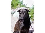 Adopt Buddy a Belgian Shepherd Malinois Labrador Retriever