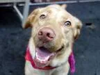 Adopt Lola a Labrador Retriever