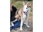 Adopt Isaac 100 a RedGoldenOrangeCh estnut - with White Siberian
