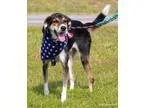 Adopt Chewie a Border Collie