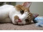 Adopt Dasher a Tabby - Grey