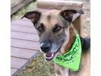 Adopt Champ a German Shepherd Dog