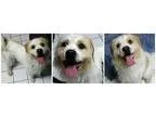 Adopt King a Border Terrier