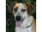 Adopt COPPERLow FeesNeutered a RedGoldenOrangeCh estnut - with W