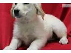 Angie WE DELIVER PUPPIES TO YOUR DOOR