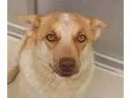 Adopt Marigold a Cattle Dog Shepherd
